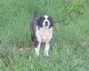 Cuccioli di cane Pastore dell'Asia Centrale. Genitori: TARIM x HABOR Cani da GUARDIA